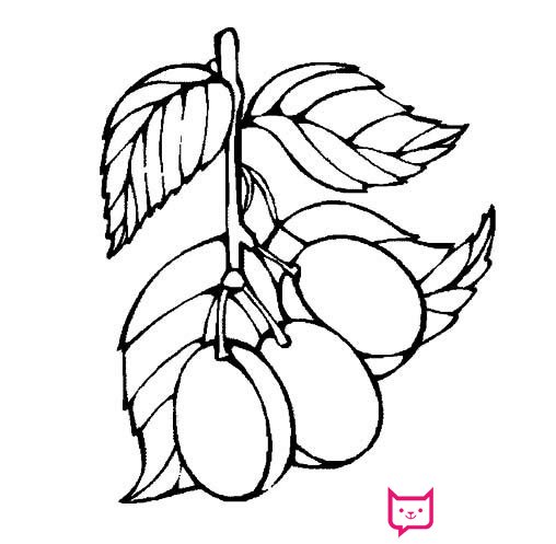 简单的果蔬简笔画大全,西梅简笔画
