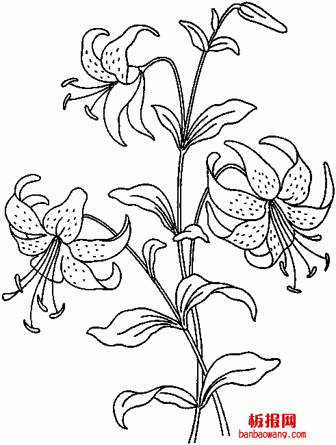 漂亮的花朵简笔画